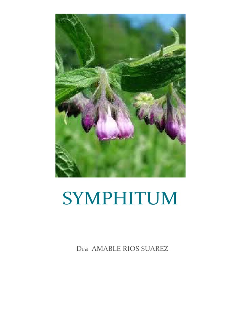 propiedades-y-usos-de-symphytum-officinale-pdf-hueso-lesi-n
