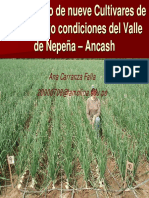 Cebolla-Arequipa (AnaC)