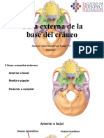 Cara Externa de La Base Del Cráneo