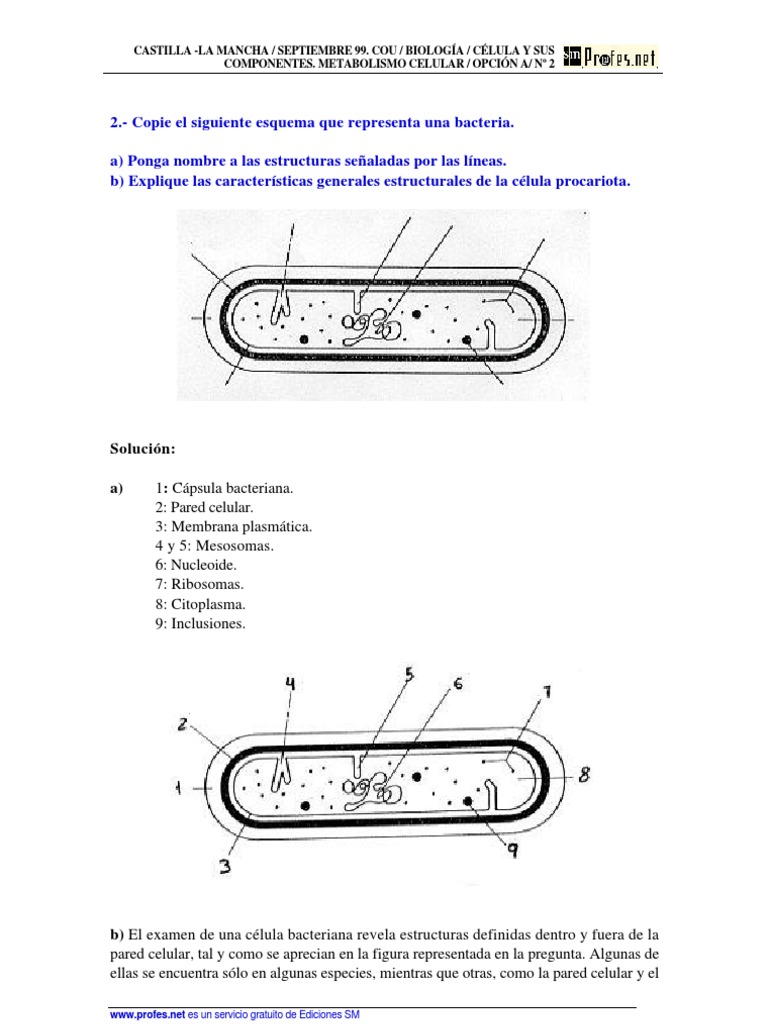 Estructura y Metabolismo de Bacterias | PDF | Las bacterias | Biología ...