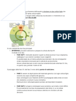 Ciclo Cellulare