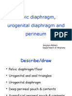 Pelvic Diaphragm, Urogenital Diaphragm and Perineum