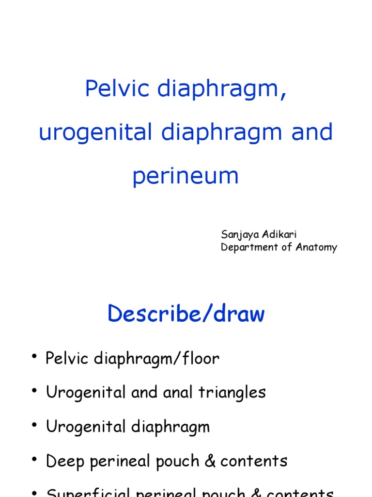 Pelvic Diaphragm, Urogenital Diaphragm and Perineum PDF Pelvis