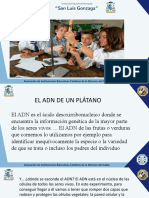 El ADN DEL PLÁTANO