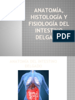 Anatomía, Histología Y Fisiología Del Intestino Delgado