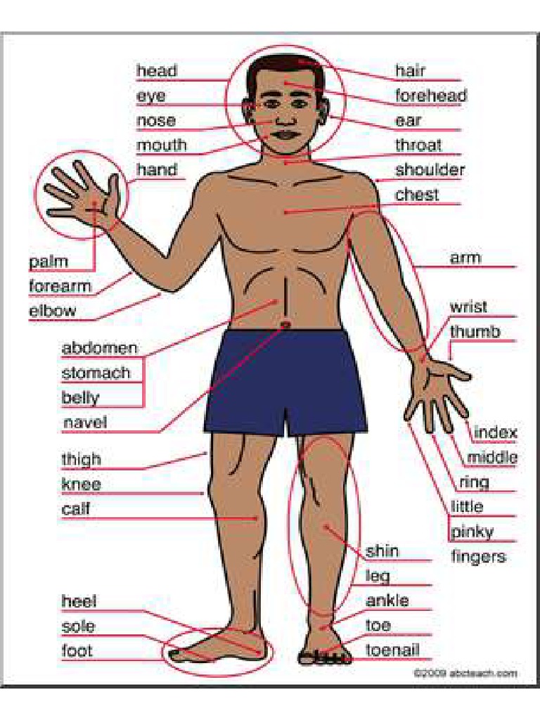 Body Parts PDF