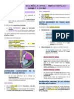 Funciones Motoras de La Médula Espinal