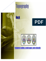 Topography: Transverse Sections, Cranial Aspect, Semi-Schematic