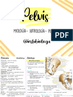 Apuntes Pelvis @instabiologa