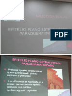 epitelio estratificado paraqueratinizado