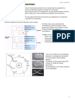 Bases Genéticas Desarrollo 4 - Métodos y Metodologías