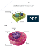 Plant and Animal Cell Diagram Ws