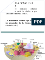 La Célula Como Una Fábrica