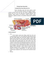Anatomi dan Fisiologi Sistem Reproduksi
