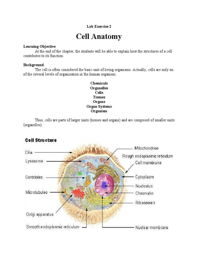 Cell Anatomy Lab Exercise 2 PDF Cell (Biology) Endoplasmic Reticulum