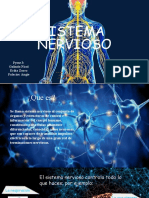 Sistema Nervioso Pyme 3