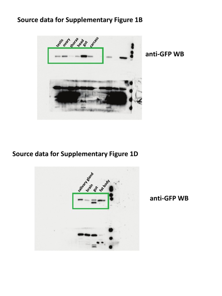 Example of WB Data | PDF