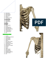 Shoulder and Arm - Anterior