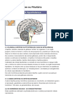 A Glândula Hipófise Ou Pituitária - Funções, Saúde e Exercícios