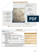 Aparato Digestivo