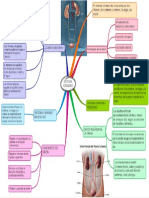 Mapa Mental Sistema Urinario