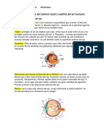 Funcionamiento Del Sistema Visual y Auditivo Del Ser Humano