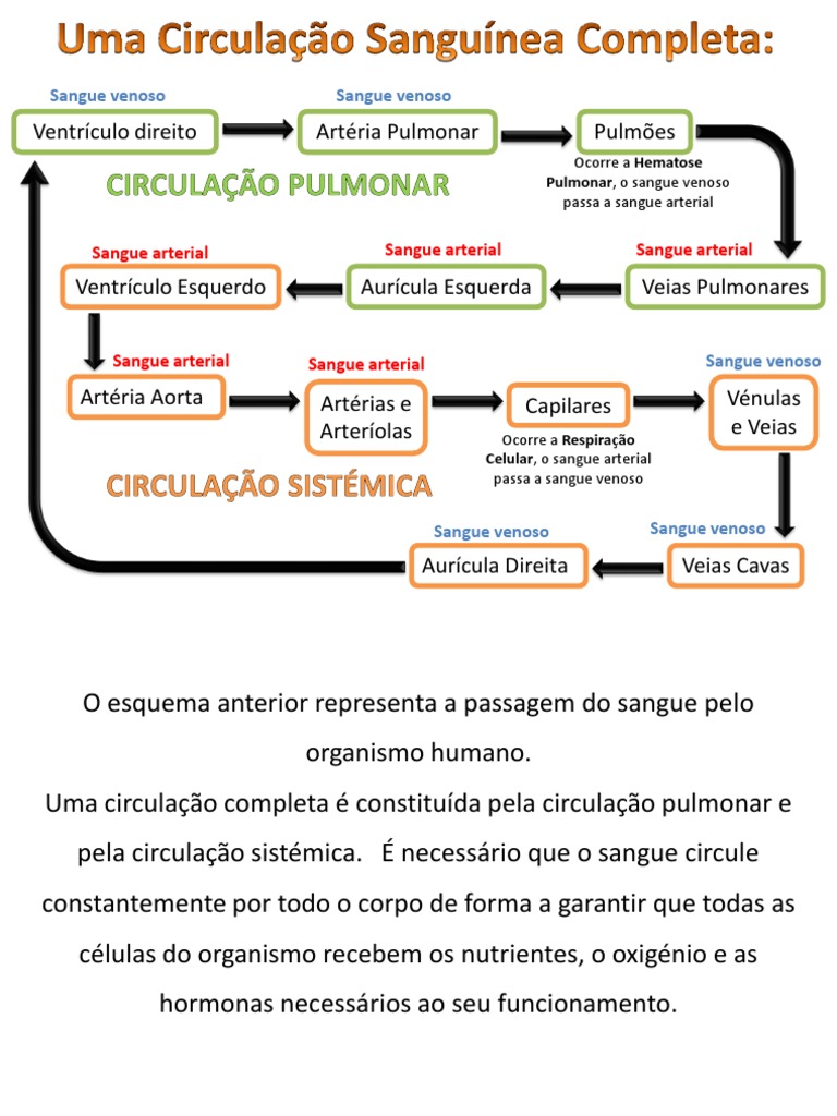 Circulação Sanguínea Completa | PDF