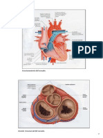 Anatomia 1