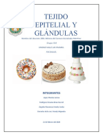 02.tejido Epitelial y Glandulas