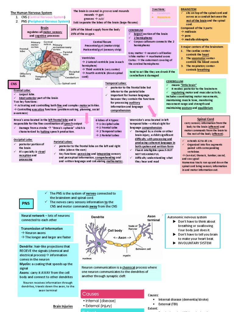 The Human Nervous System | PDF | Central Nervous System | Neuron