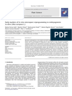 Early Markers of Olive Microspore Embryogenesis