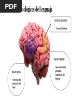 Fundamentos Biológicos Del Lenguaje