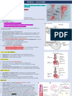 Esofag - Anatomie