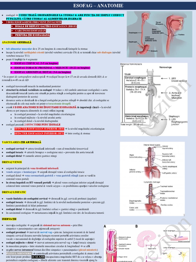 Esofag - Anatomie | PDF