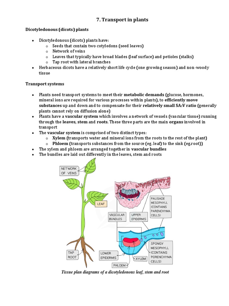 7.transport in Plants Notes PDF Tissue (Biology) Leaf