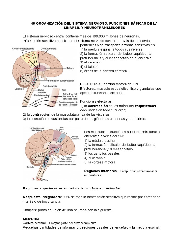 Funciones y Neurotransmisores del SN | PDF | Sistema nervioso | Cerebro