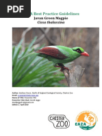 Cissa Thalassina Javan Green Magpie EAZA