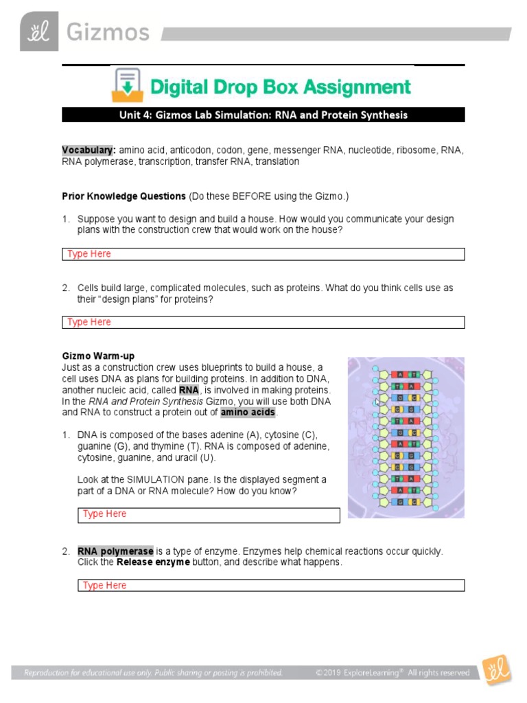 Unit 4 Gizmos Lab Simulation RNA and Protein Synthesis PDF Rna