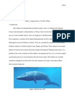 Blue Whale Species Report