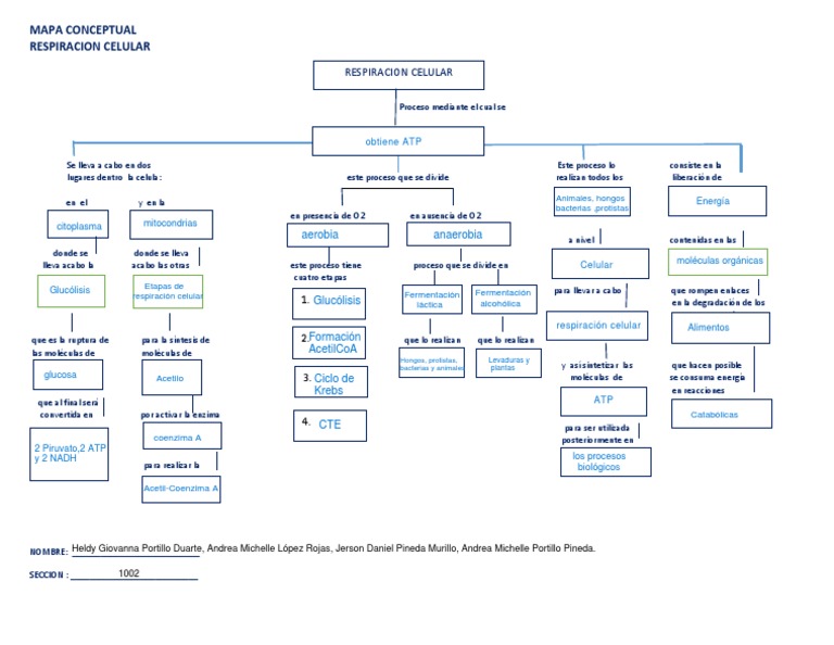 Mapa Conceptual Respiracion Celular1 | PDF | Respiración celular |  Glucólisis