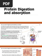 Protein Digestion and Absorption