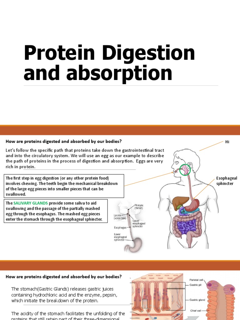 Protein Digestion and Absorption | PDF | Digestion | Stomach