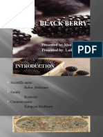 Black Berry: Presented To: Maam Madiha Presented By: Laiba Shahid