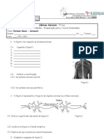 Ficha de Preparação para o Teste Intermédio