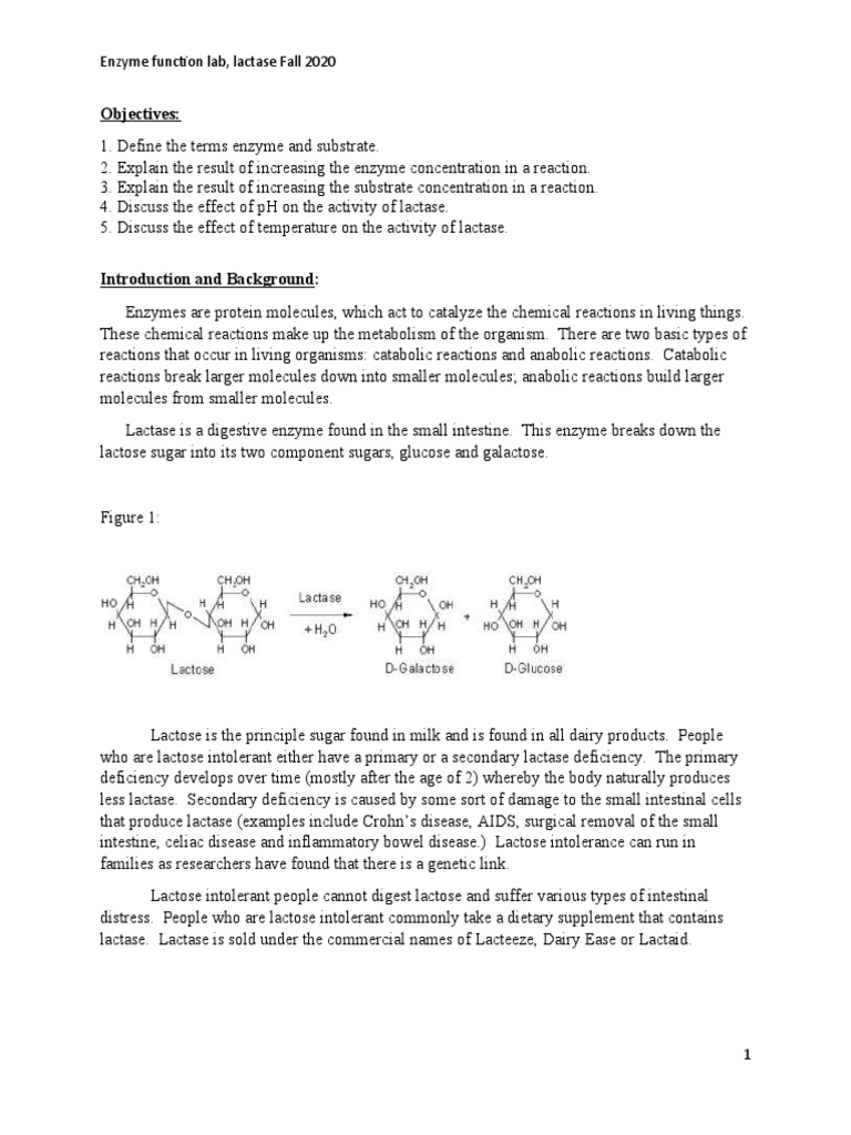 Lactase Lab Simulation 1009 PDF Enzyme Metabolism