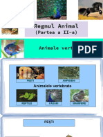 Regnul Animal Partea A Iia Animale Vertebrate