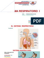 Sistema respiratorio: anatomía y función