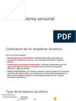 Sistema sensorial: clasificación, estructura y tipos de receptores