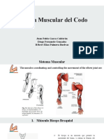 Sistema Muscular - CODO