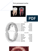 Importance of 1st Permanent Molar